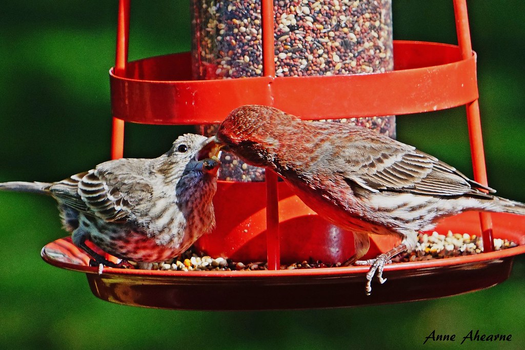 Male House Finch Feeding his Mate (1/6) This is truly one … Flickr
