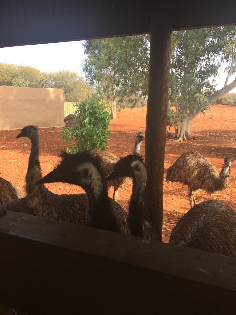 Emu farm in Erldunda eantonio82 Flickr