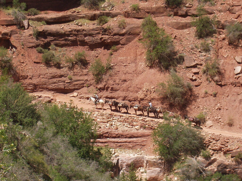 Donkeys! Donkey ride in the Grand Canyon Richard Taylor Flickr