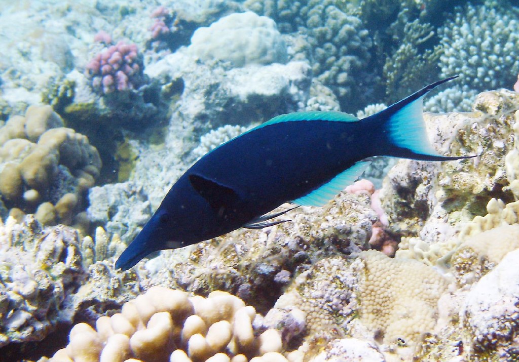 Bird wrasse Губан... Bird wrasse (male) Gomphosus caeruleo