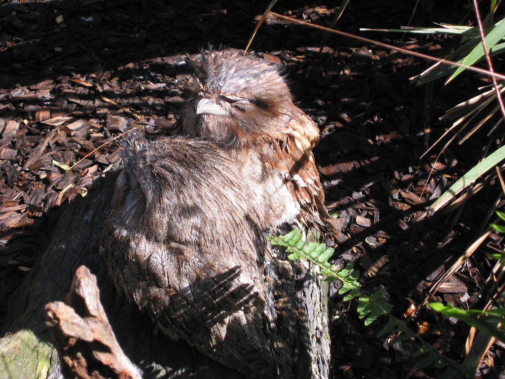 Tawny Frogmouths Owllike nocturnal birds sleeping