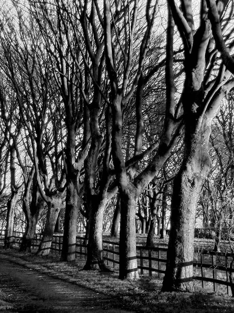 Trees at Littlemoor Park Queensbury, Bradford Tim Johnson Flickr