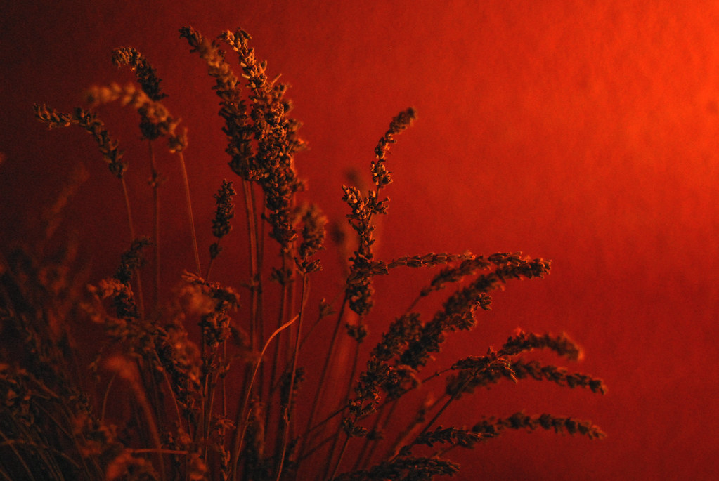 ...lavender on red... G r e n Flickr