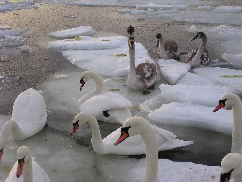 Knoppsvaner på isen, Cygnus olor, Mute Swans ice and snow a photo on