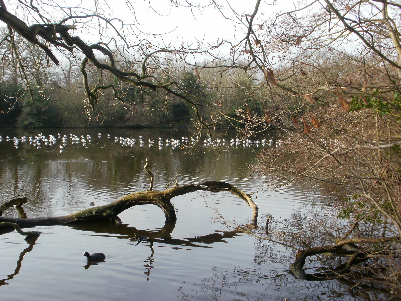 Leytonstone to Loughton walk