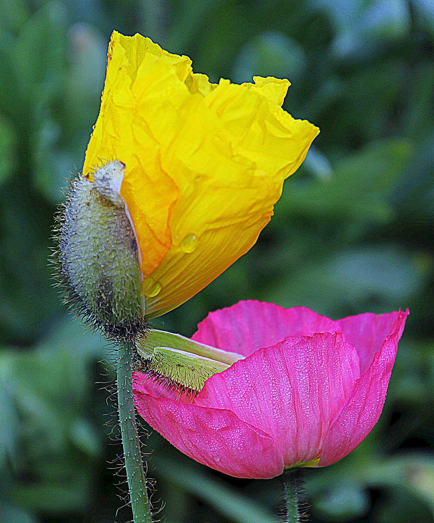 From Armstrong Garden Center Huntington Beach IMG_9592 Flickr