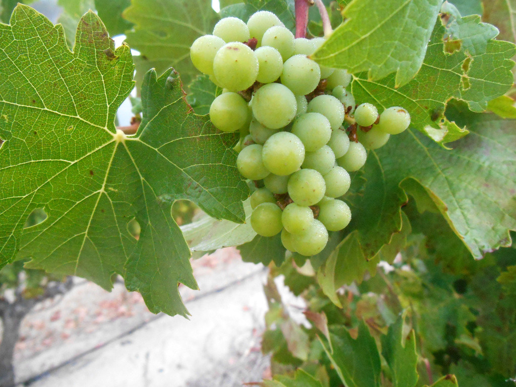 Chenin Blanc Grapes A misty morning walk at Jordan Wine Es… Robert