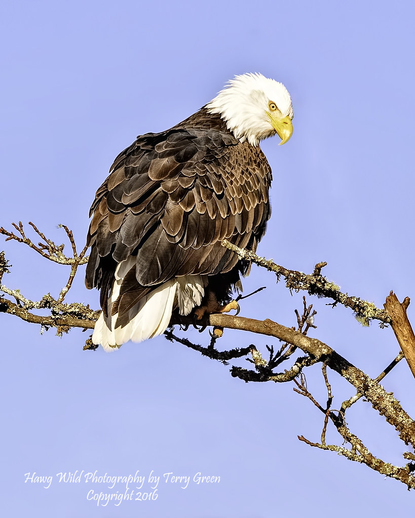American Bald Eagles along a river in Western Washington d… Flickr
