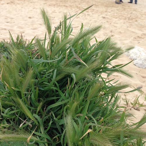 Mouse barley, hare barley, charming barley (en) Hordeum mu… Flickr