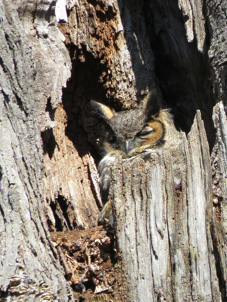 Sleeping beauty Mama great horned owl sleeping the day