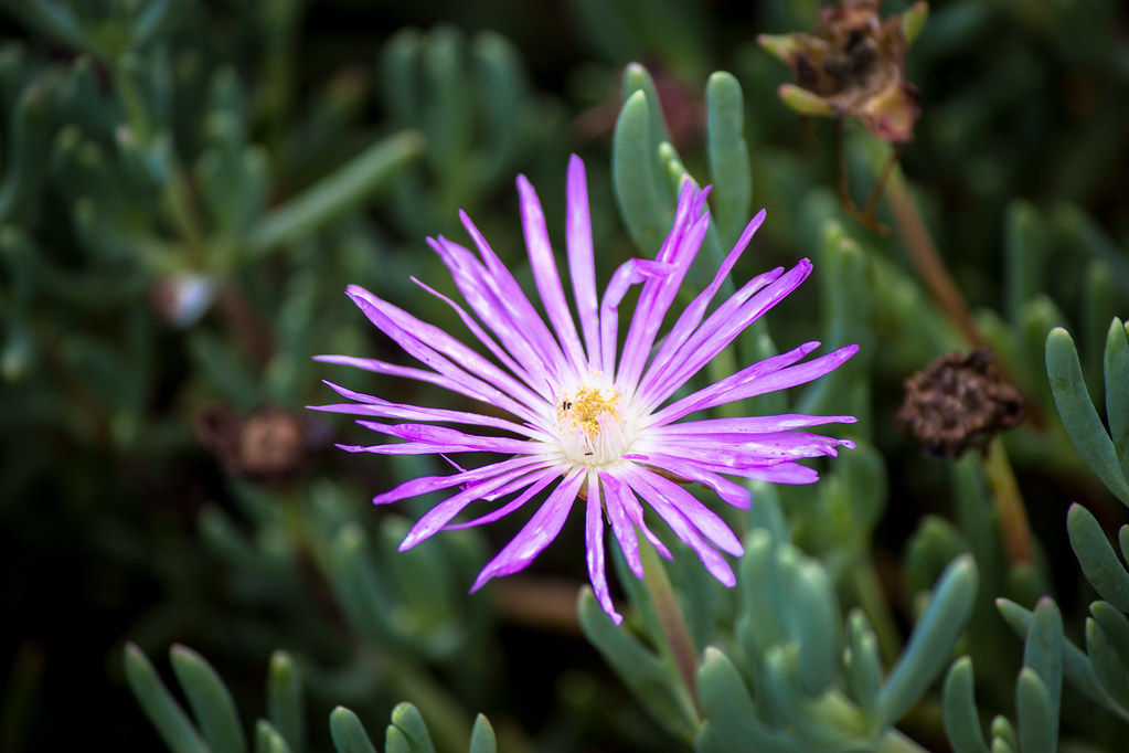 Maleny Botanic Gardens flower Andy Hay Flickr