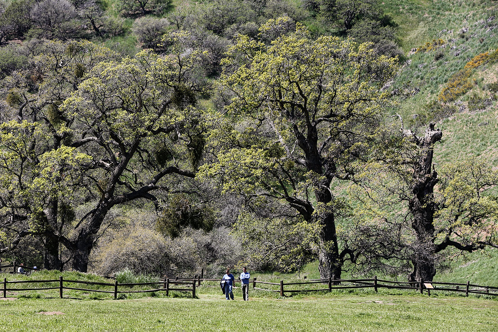 Valley Oaks Oak trees at Fort Tejon, California are report… Flickr