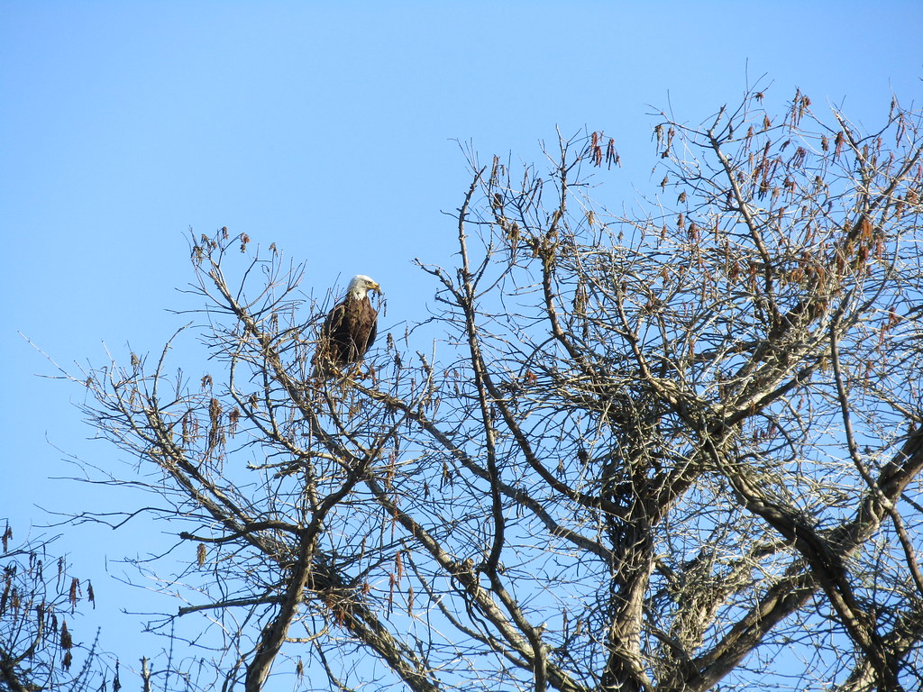 Bald Eagle Jacksonville, Florida, USA. From Cross Creek we… Flickr