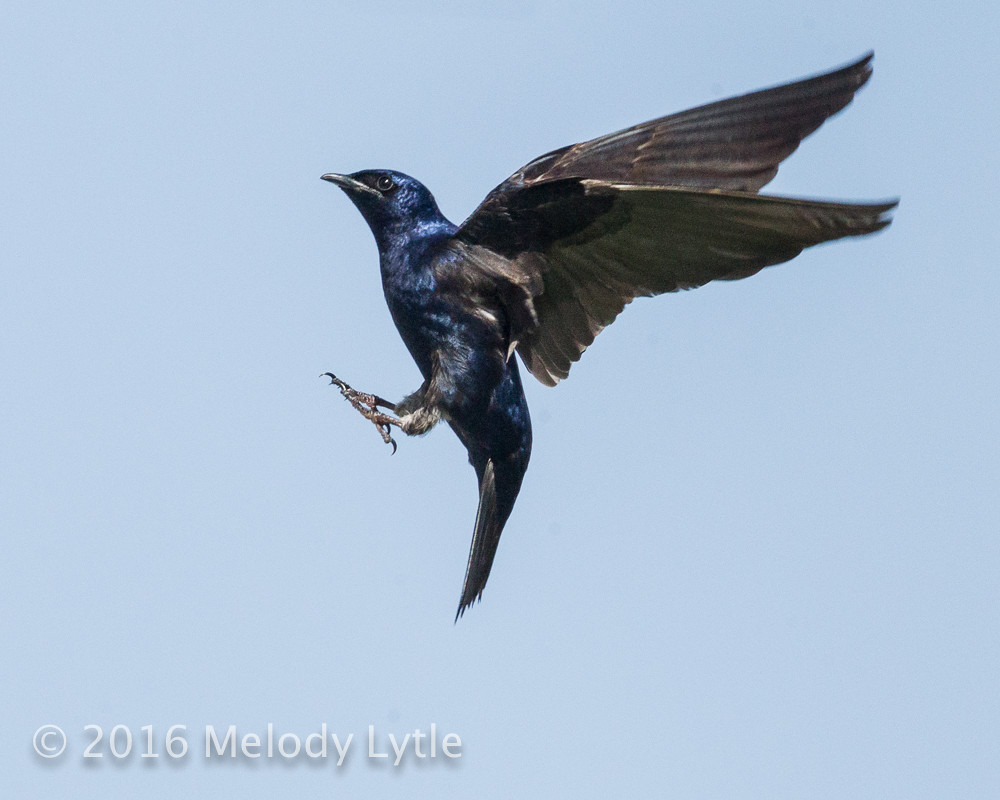 Purple Martin Purple Martin male, Hornsby Bend Treatment P… Flickr