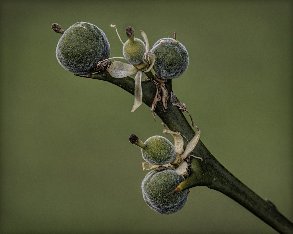 Diagonial Flowers turning into fruit. This is a Hardy Oran… Flickr