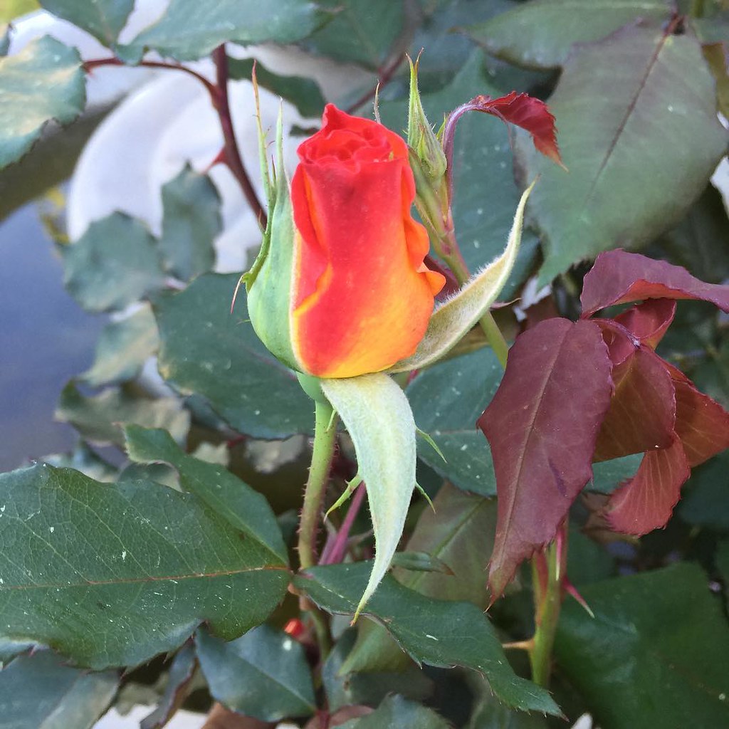 Once this rose blooms it changes colors dramatically. ros… Flickr