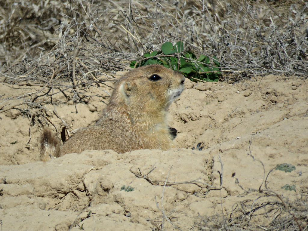 Prairie Dog Town While in Nebraska for the big sandhill mi… Flickr