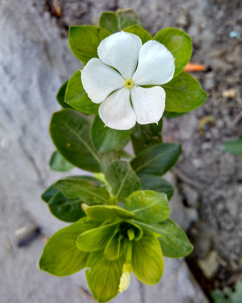 White Periwinkle flower flowerphotography periwinkle fl… Flickr