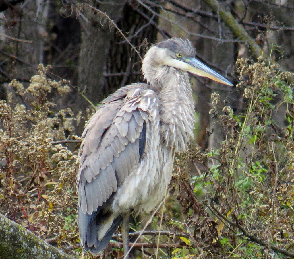 Great Blue Heron Brooklyn Park, Minnesota Joan er Flickr