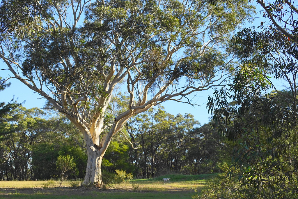 under Gum trees at Lawson Dog Park Etta "Weekly Themes" " … Flickr