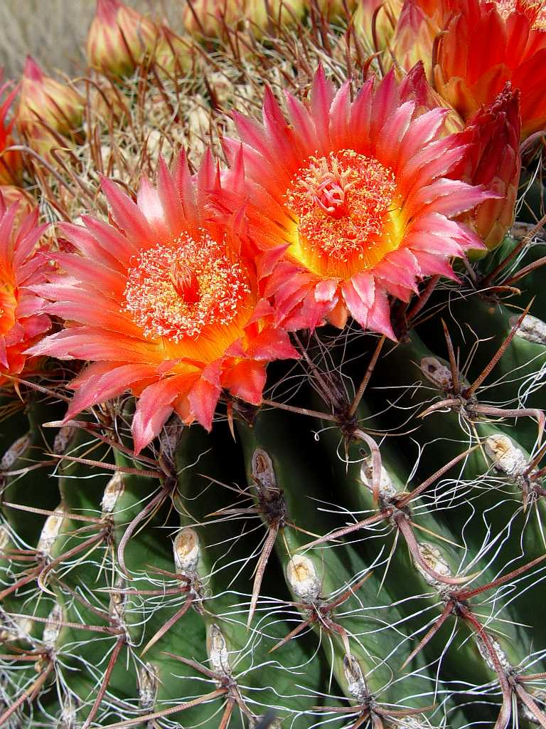 Barrel cactus flowers, orange a photo on Flickriver