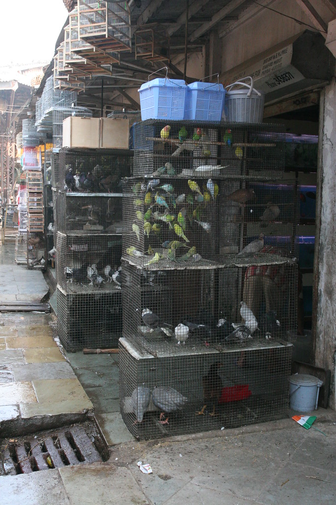 Pet Store Crawford Market Mumbai David Brossard Flickr