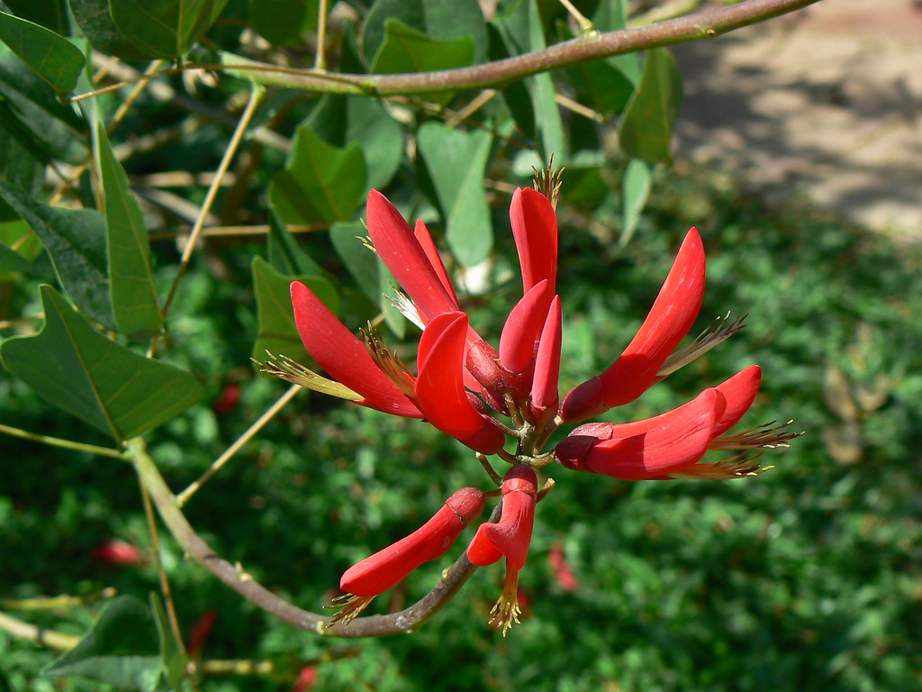 Erythrina x bidwillii a photo on Flickriver