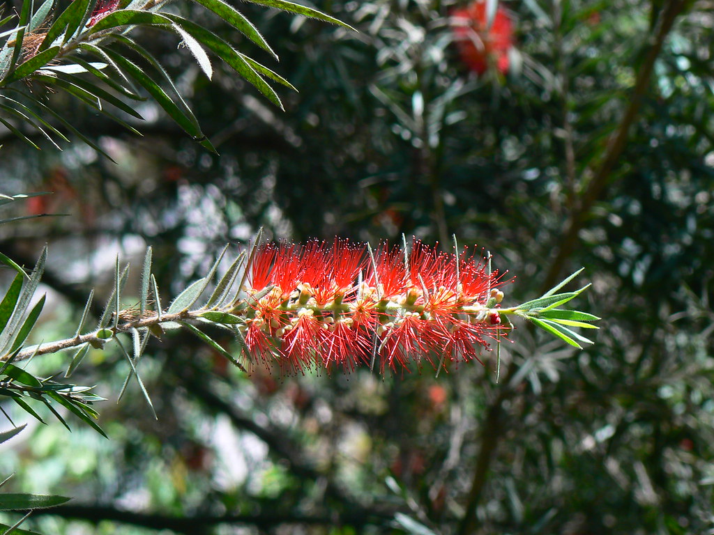 Cheel (Hindi चील) Common name Bottle brush, Barap lei (M… Flickr