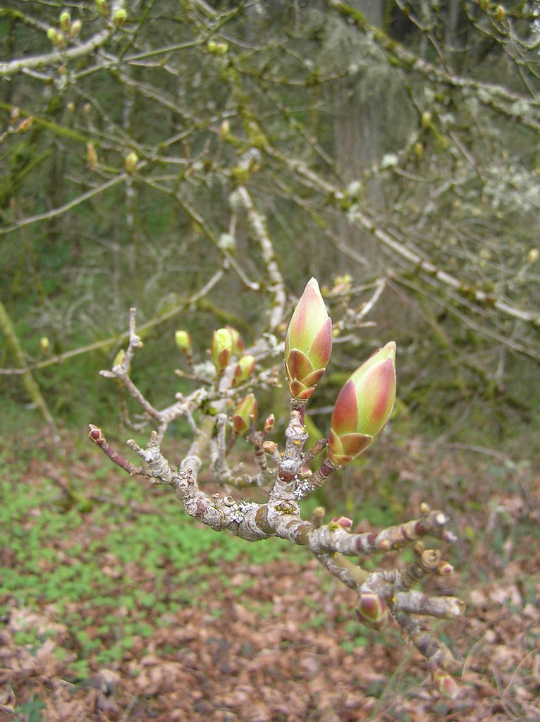 oak tree budding s_schwebs Flickr