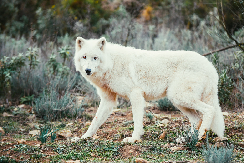 Tundra wolf Nukka is the only Tundra wolf in Spain
