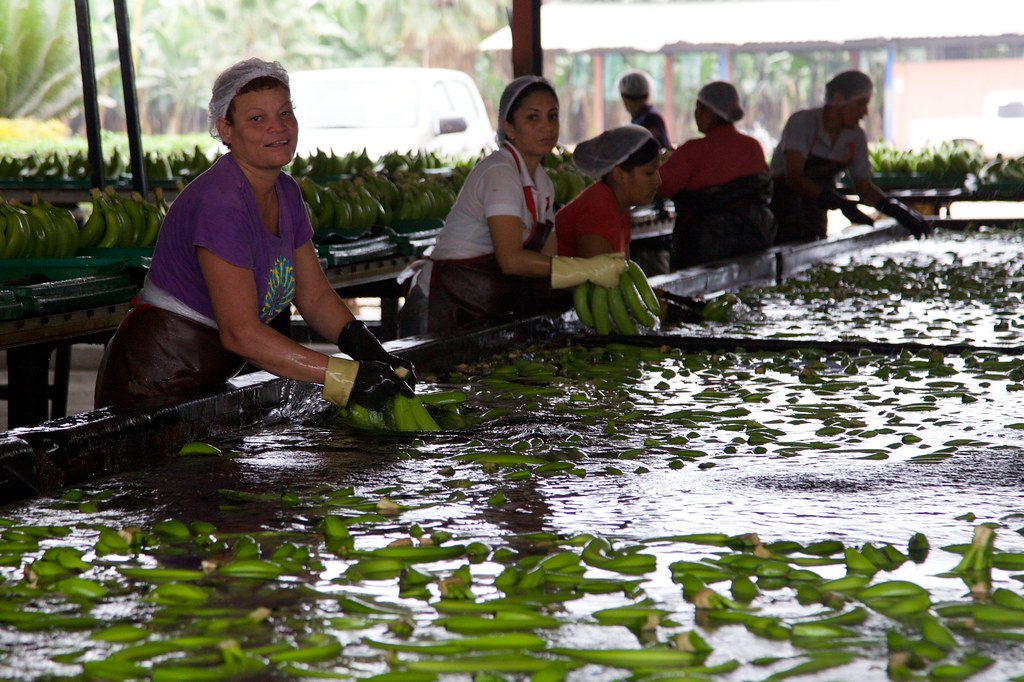 Banana Processing Women cleaning Cavendish bananas for pac… Flickr