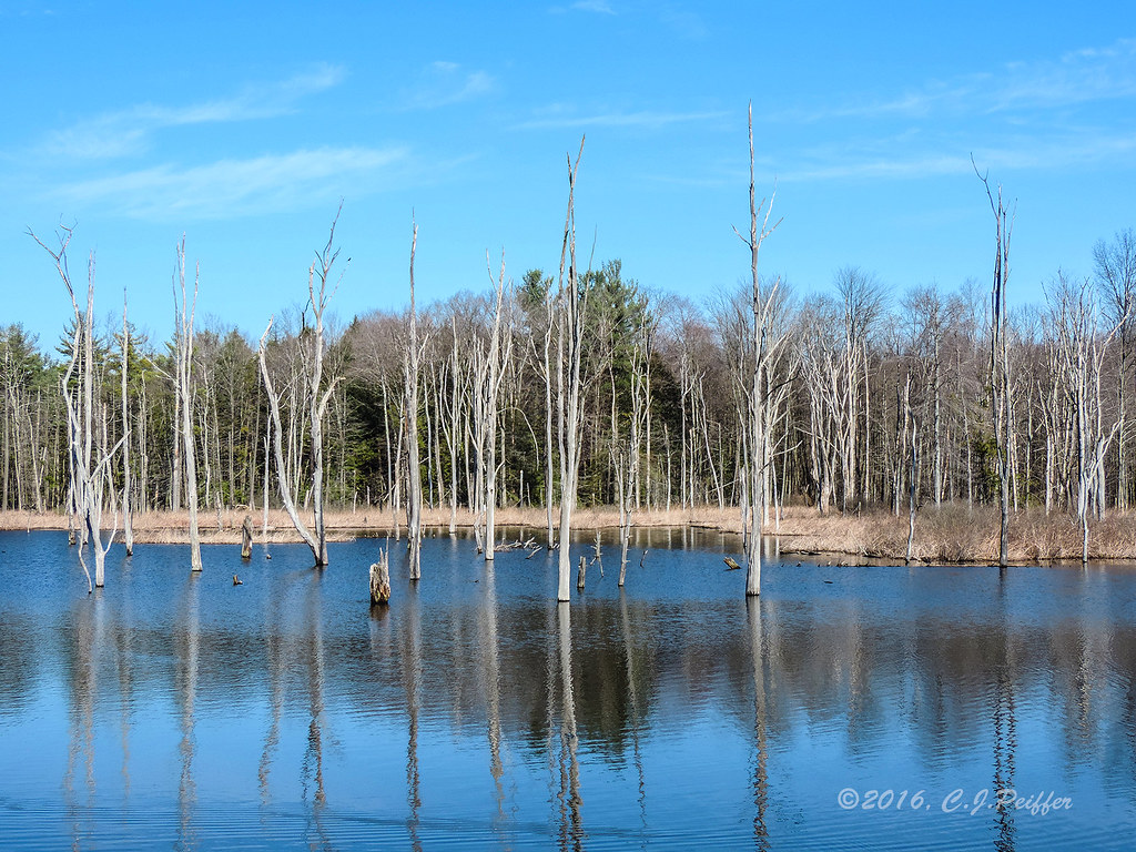 "Swampy Area Lake Wilhelm" Lake Wilhelm, Goddard State P… Flickr