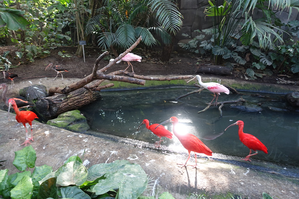 Birds Inside the greenhouse Parc Zoologique de Paris (… Flickr