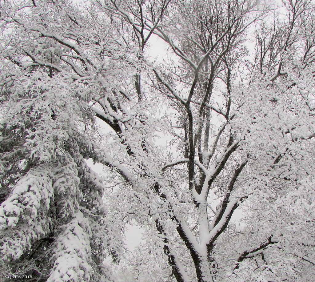Winter Weather In Tennessee Photos of some of the trees in… Flickr