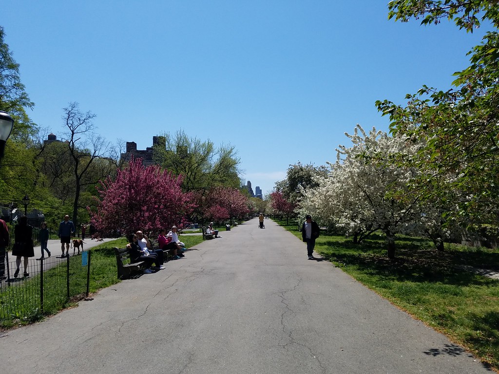 Riverside Park, NYC Cherry Blossoms, etc. Davidspix Flickr