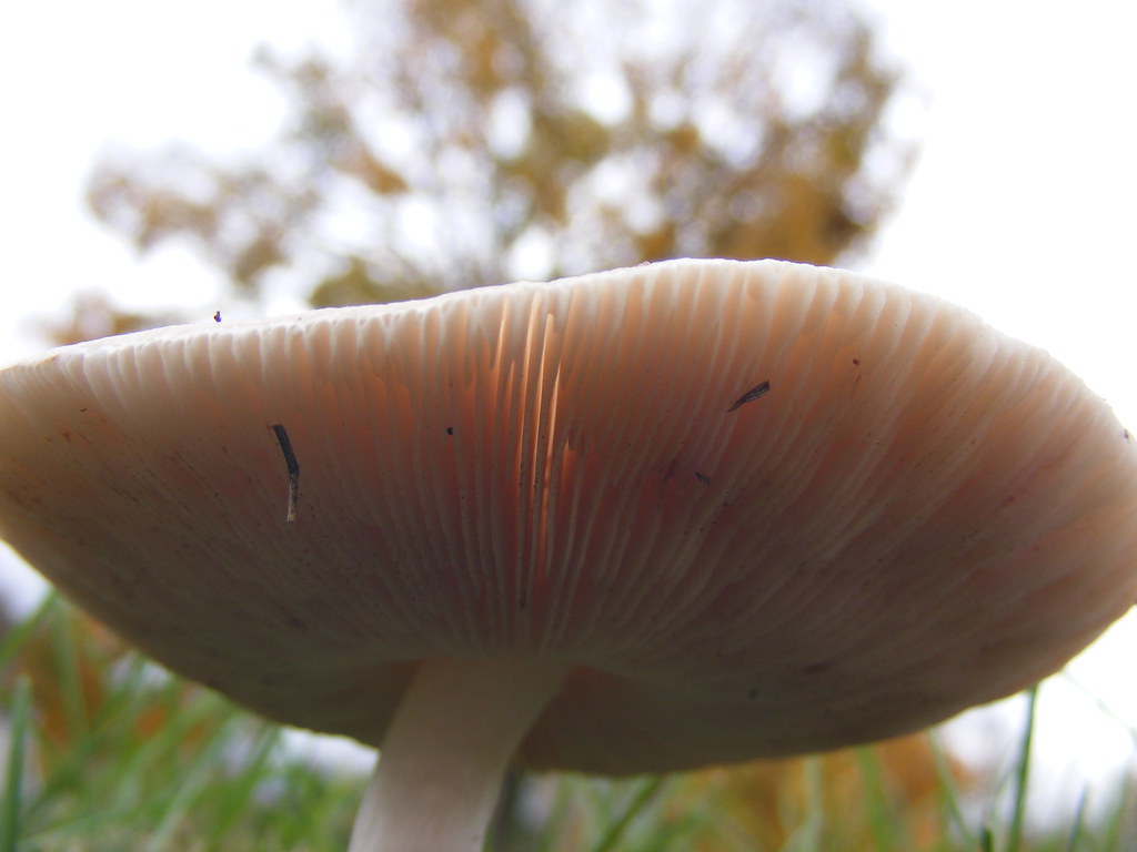 Mushroom No.2 v1 Louisville, Kentucky, USA Taken Novem… M W