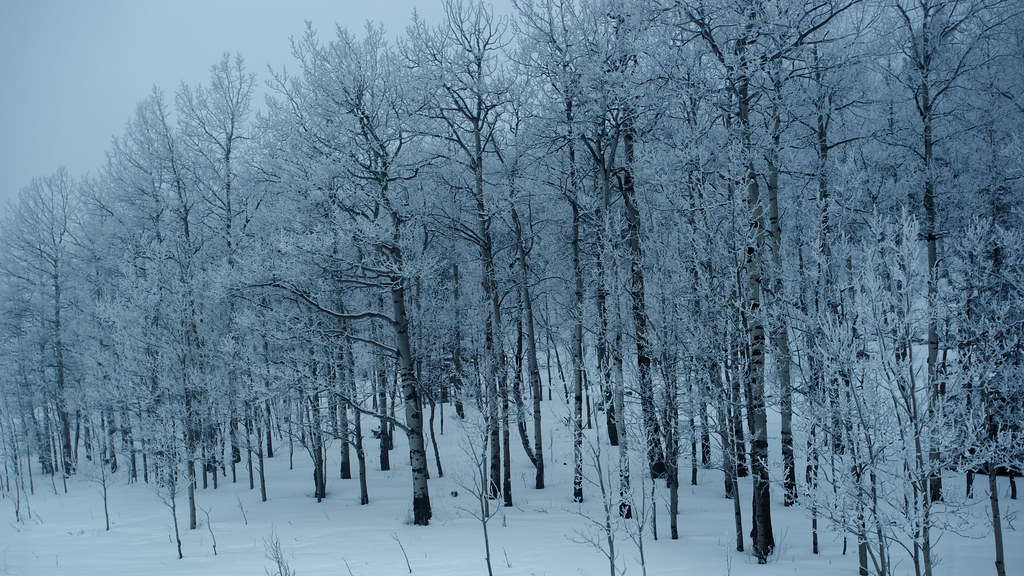 Frozen Trees Sibbald Creek Trail, west of the City of Calg… Flickr