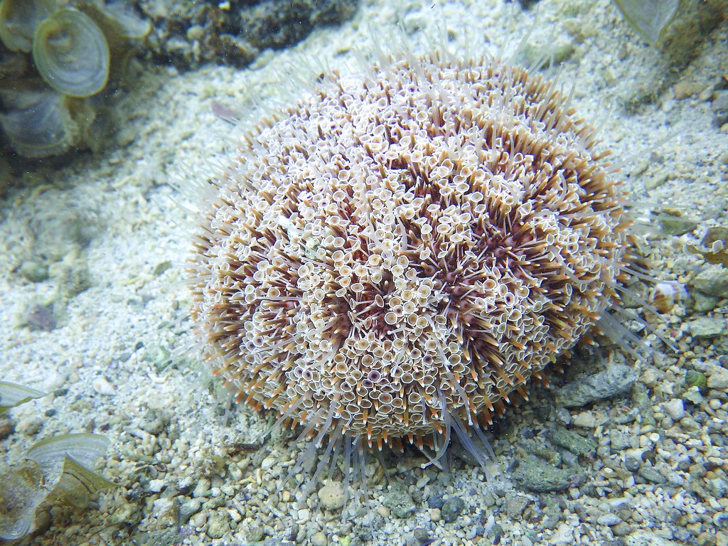 Flower Urchin Despite its pretty red and pink candylike a… Flickr