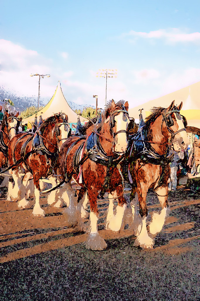 Clydesdales in Parade. ref Flickr