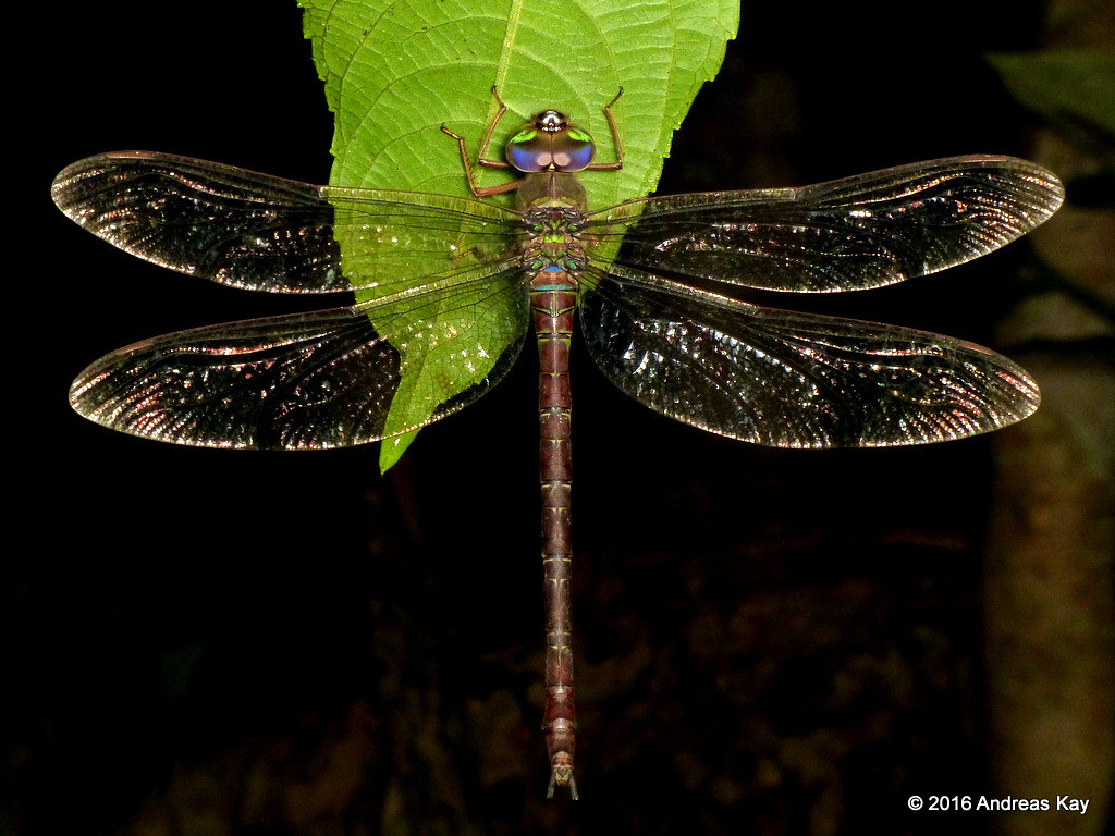 Dragonfly from the Amazon rainforest near Puyo, Ecuador ww… Flickr