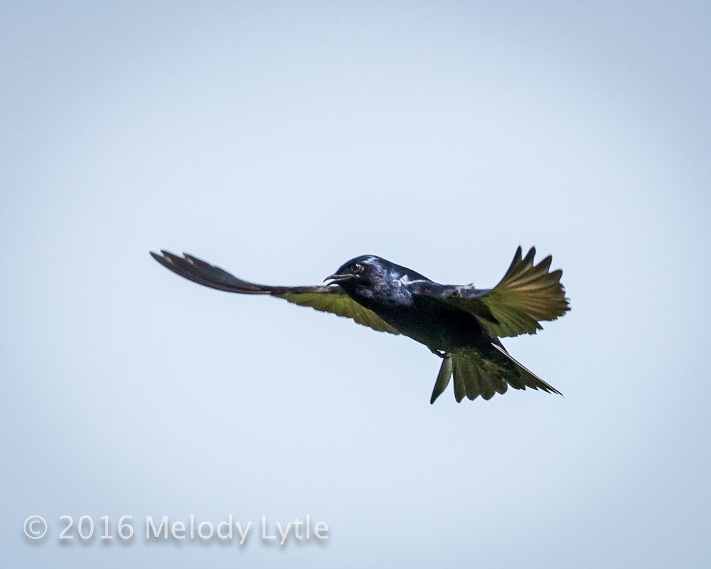 Purple Martin Purple Martin male, Hornsby Bend Treatment P… Flickr