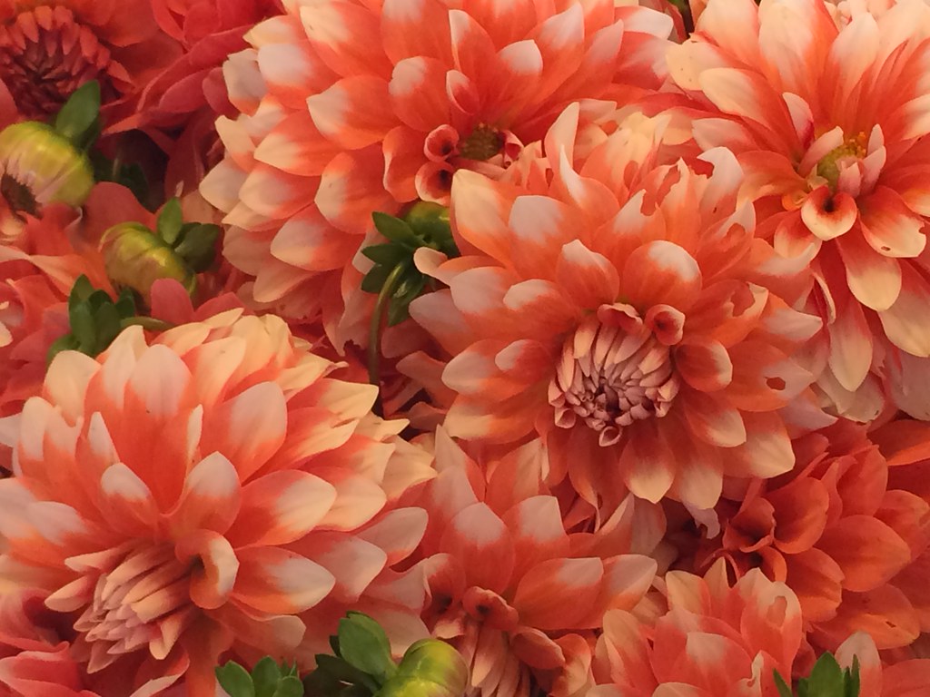 Flower Market Pike St Market Seattle Donna Sutton Flickr