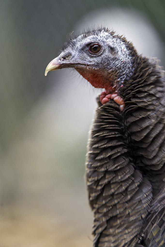 A turkey Profile portrait of a female turkey (I think) Tambako The