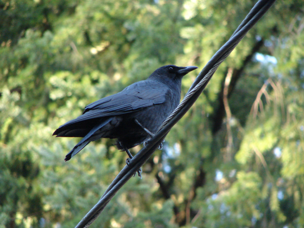 Old crow These guys are all over our neighborhood. It's ve… Flickr