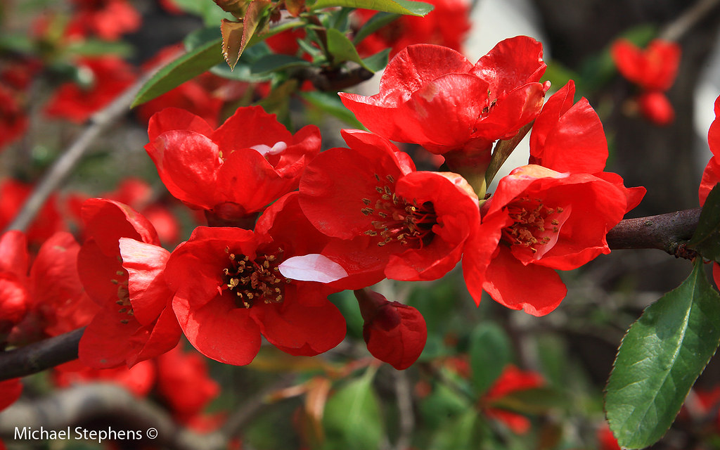 Red cherry blossom, Kyoto, Japan Red (Sakura) cherry bloss… Flickr