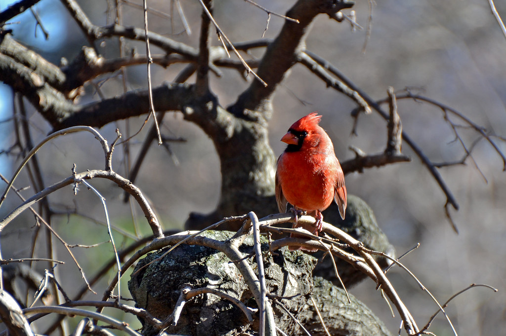 Birds of Brooklyn Northern Cardinal Brooklyn Botanic Garden