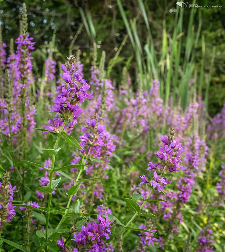 Purple Loosestrife Purple Loosestrife (Lythrum salicaria) … Flickr