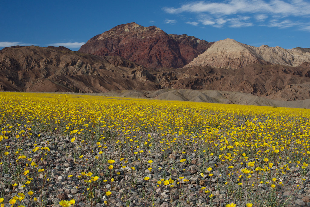 Death Valley 2 Flowers in Death Valley National Park. DY Pics Flickr