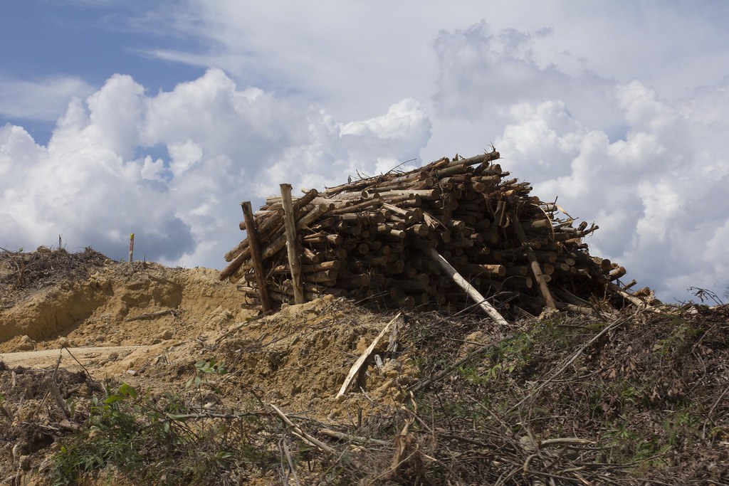 Wood pile on a logged forest plantation Small wood pile on… Flickr