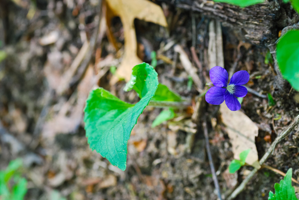 Violet (Viola sp.) Kettle Moraine Oak Opening Wisconsin St… Flickr